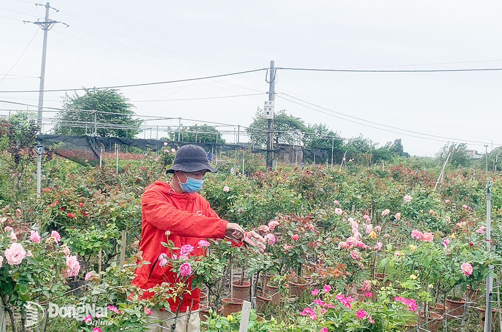 Anh Nguyễn Duy Thành ở xóm Ao Sen, xã Mê Linh (H.Mê Linh) chăm sóc vườn hoa của gia đình