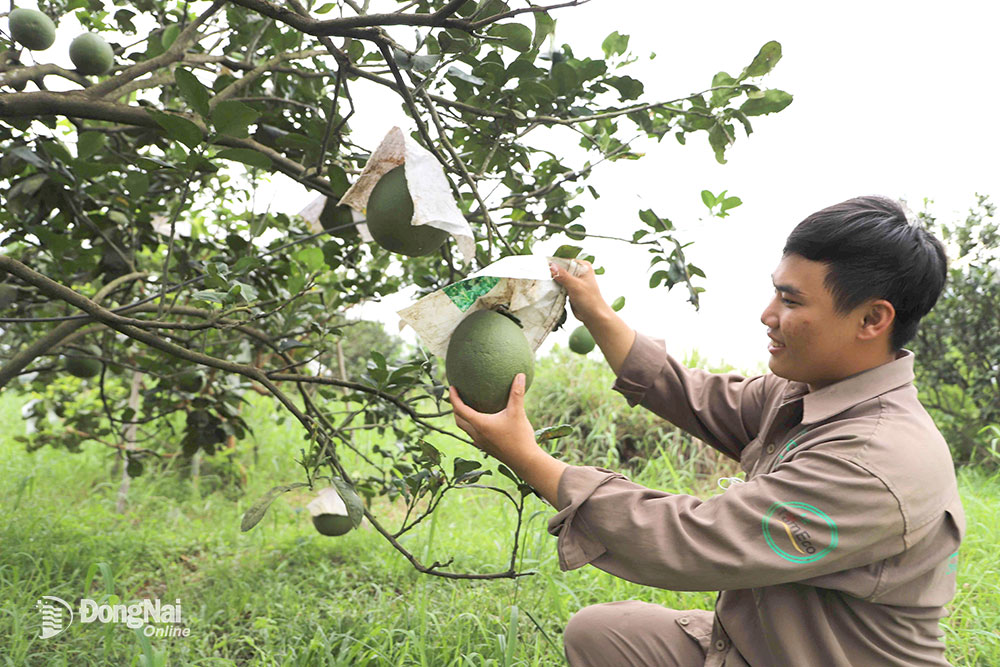 Vườn bưởi hữu cơ tại Hợp tác xã Sản xuất, thương mại và dịch vụ Tâm Minh Quang (xã Tân An, huyện Vĩnh Cửu). Ảnh: B.Nguyên