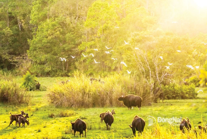 Khoảnh khắc đẹp của những bước chân hoang dã