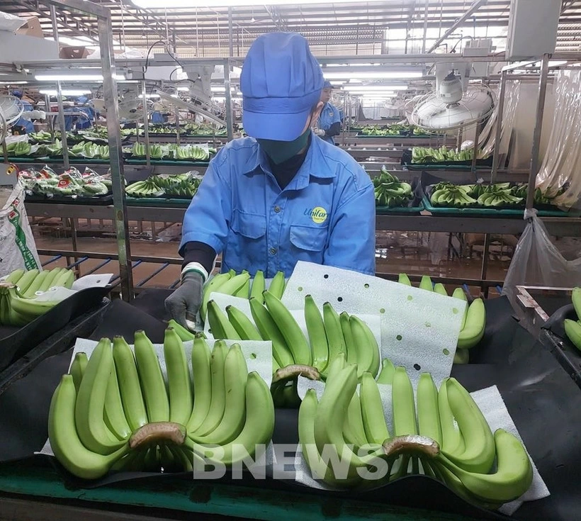 The fruit and vegetable sector is also set to hit a record, with exports projected at around 8.5 billion USD in 2025. (Photo: VNA)