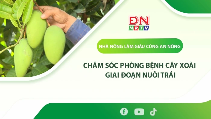 Chăm sóc phòng bệnh cây xoài giai đoạn nuôi trái | Nhà nông làm giàu cùng An Nông