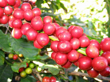 Coffee prices hit five-year high