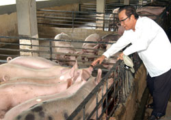 Ho Viet Tieu at his 20ha farm in Ngoc Dinh Commune, Dinh Quan District, Dong Nai Province where he has become much better off after joining a poverty-reduction club.