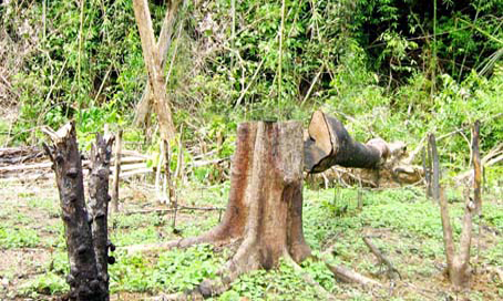 Cam go giữ rừng!