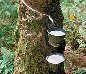 Area under rubber cultivation increases by 700 ha