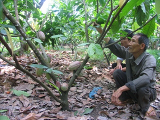 cacao