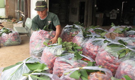 Một đại lý mua chôm chôm ở gần ngã ba Dầu Giây (huyện Thống Nhất).         Ảnh: H.GIANG