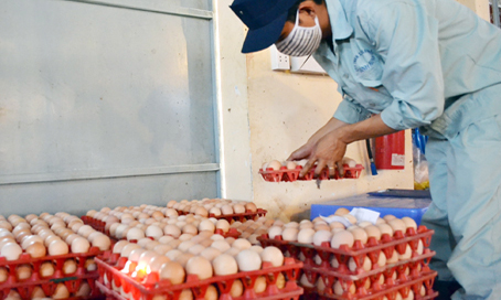  Thu hoạch trứng gà tại Công ty chăn nuôi Bình Minh.                                                           Ảnh: VN