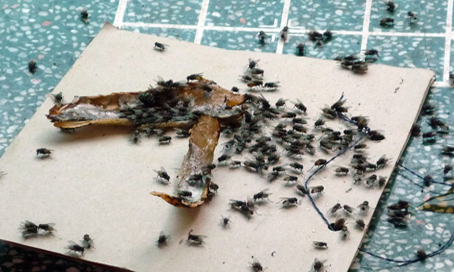 Chỉ cần một mẩu thức ăn là ruồi bu dày đặc như thế này.