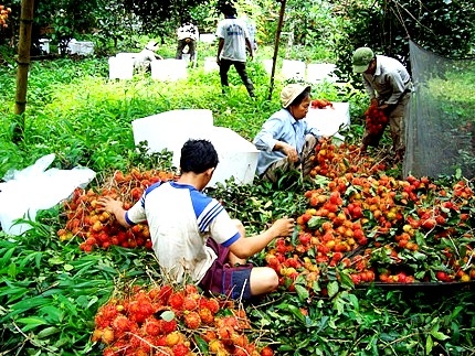 Bà con nông dân Long Khánh phấn khởi thu hoạch chôm chôm