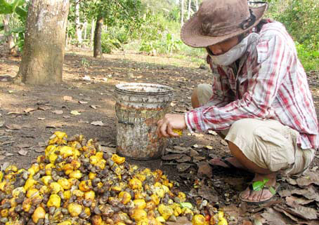 Thu điều ở xã Hưng Lộc (huyện Thống Nhất).