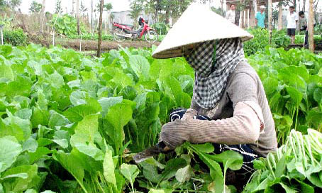 Xã Phú Lâm (huyện Tân Phú) là vùng trồng rau ăn lá lớn của tỉnh.