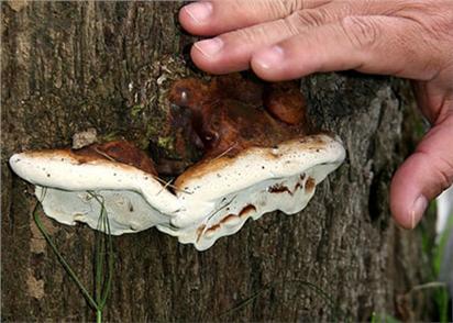 Rare lingzhi mushroom discovered in Lam Dong