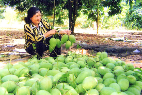 Chị Mai bên vườn xoài đang thu hoạch.Ảnh: V.Nam