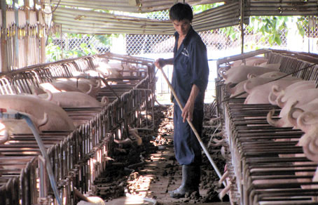 Giá heo hơi tăng nhẹ