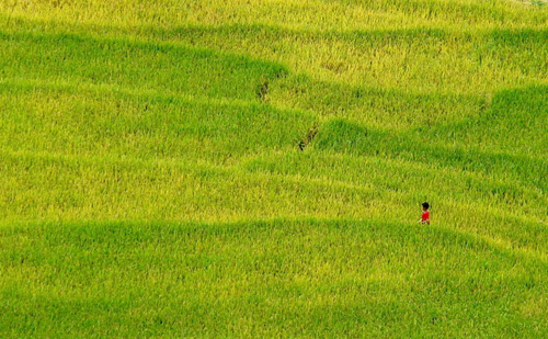 Human beings dwarfed by the sea of grain