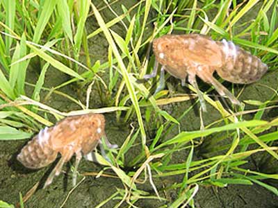 Brown planthopper attacks rice crop in Dong Nai
