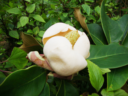 New plant discovered in Sapa