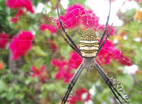 Human face spider found in Binh Duong