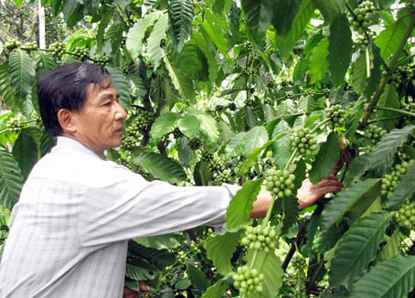 Xuất khẩu cà phê tăng cao