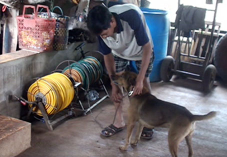 Trộm chó lộng hành ở một vùng quê