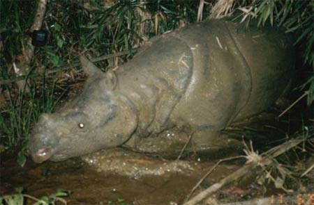 A Javan Rhino in Vietnam