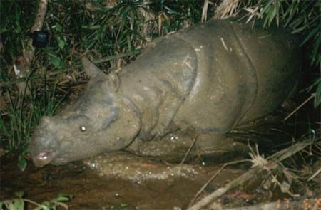 Javan rhino extinct in Vietnam.