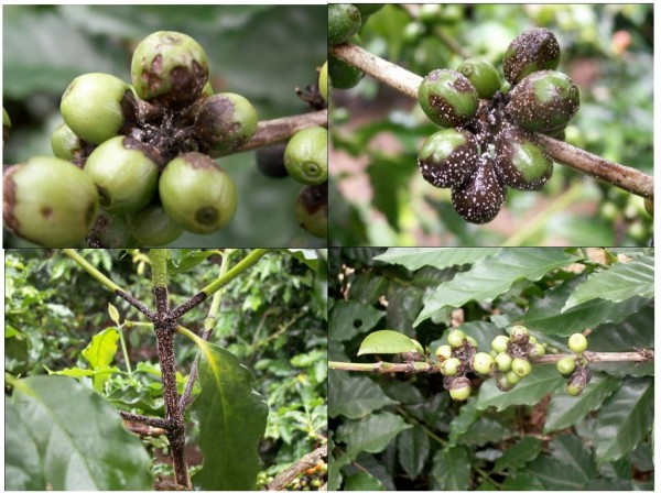 Fungal diseases affect coffee plants in Dong Nai