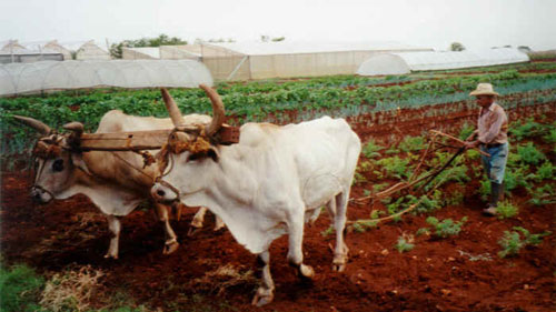 FAO ca ngợi chính sách giao đất cho nông dân của Cuba