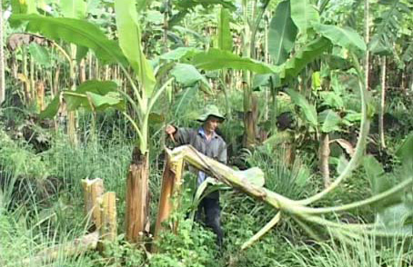 Anh Hùng ở xã Quang Trung chặt bỏ chuối do nhiễm bệnh. Ảnh: T.A