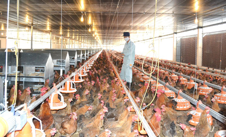Một góc trại gà giống của Công ty TNHH một thành viên chăn nuôi Bình Minh ở huyện Trảng Bom. 