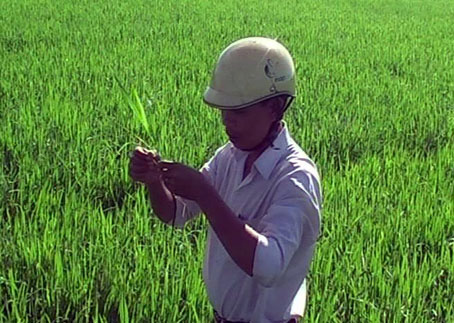 Anh Đặng Trọng Vinh, cán bộ Trạm bảo vệ thực vật liên huyện Tân Phú - Định Quán, kiểm tra sâu rầy trên lúa sau khi phun xịt nấm sinh học.