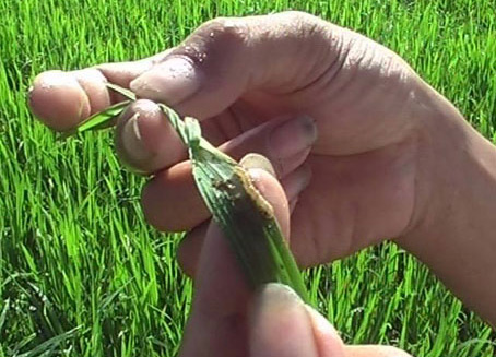 Kiểm tra sâu xanh tại cánh đồng lúa ở Phú Lâm sau khi sử dụng nấm sinh học thay thuốc bảo vệ thực vật.