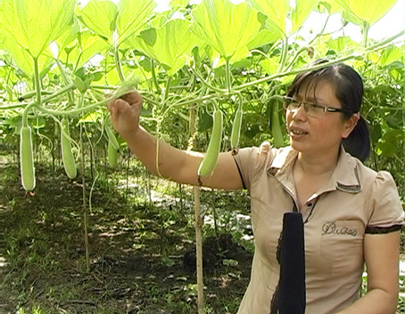 Chị Chi trong vườn bầu.                                                     Ảnh: H.ĐÌNH