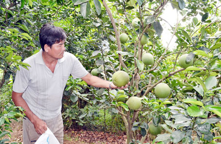 Bưởi tết Tân Triều sẽ hút hàng