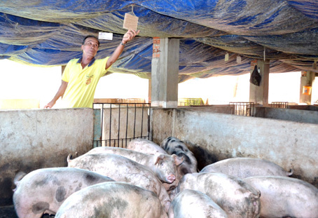 Một góc trại heo của anh Võ Kim Khôi ở xã Hưng Lộc, huyện Thống Nhất. Ảnh: Q. KHÁNH