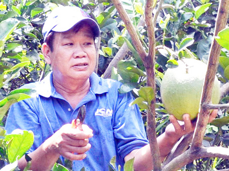 Ông Nguyễn Văn Tươi ở ấp Vĩnh Hiệp, xã Tân Bình - Vĩnh Cửu thu hoạch bưởi.