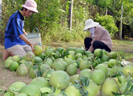 Bưởi Tân Triều - loại trái cây đặc sản đang bị  “tranh chấp” nhãn hiệu.             Ảnh: K.G