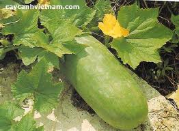 Healthful Benefits Of A Gourd