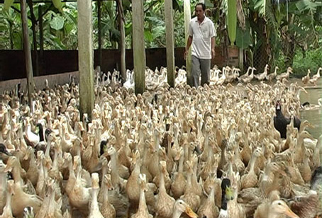 Ông Tánh với đàn vịt siêu đẻ.          Ảnh: L.TÙNG