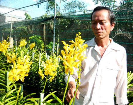 Chăm lan đón Tết