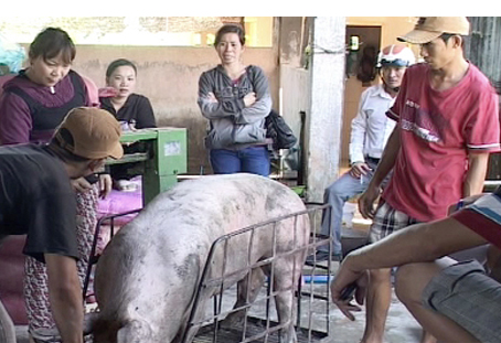 Nhiều hộ nuôi heo ở vùng Kiệm Tân lâm vào cảnh lao đao vì bị vợ chồng Linh quỵt tiền mua heo.