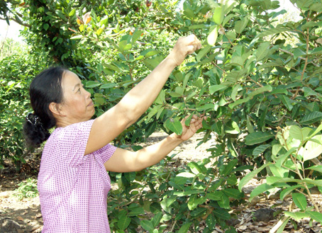 Chị Tô Thị Ngõa kiểm tra chôm chôm trong vườn chuẩn bị ra bông.