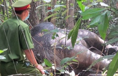 Bullet tips found in dead elephant