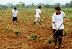 Farmers plant coffee in Laos. Vietnamese companies have operated in the nation for many years.