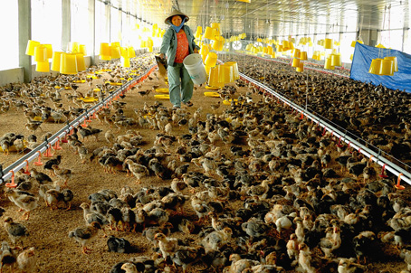 Trang trại chăn nuôi gà sử dụng 100% giống mới ở Xuân Lộc.