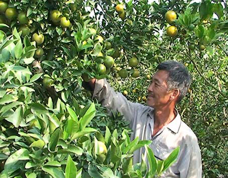 Ông Tư Thum bên vườn cam, quýt.