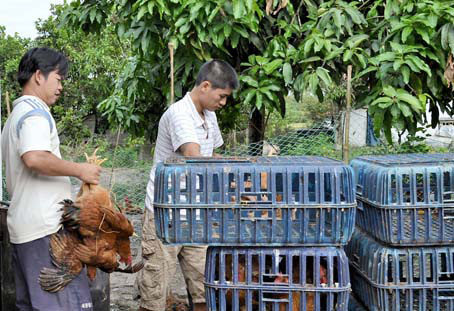 Thương lái đang mua gà tại xã Phú Hòa, huyện Định Quán. Ảnh: Q.K
