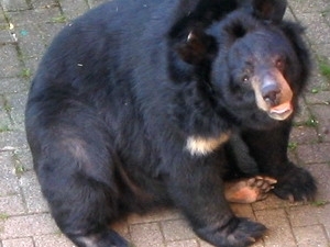 An Asian black bear 