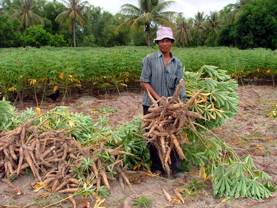 Bài học từ trồng mì